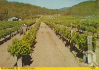 <span class="caption-caption">Trellised grapes, Stanthorpe</span>, 1981. <br />Postcard by <span class="caption-publisher">Samuel Lee & Co Ltd</span>, collection of <span class="caption-contributor">Centre for the Government of Queensland</span>.