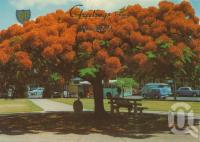 <span class="caption-caption">Poinciana tree, Tugun</span>, 1974. <br />Postcard by <span class="caption-publisher">Murray Views Pty Ltd</span>, collection of <span class="caption-contributor">Centre for the Government of Queensland</span>.