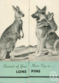 <span class="caption-caption">Souvenir of Lone Pine</span>, c1958. <br />Souvenir by <span class="caption-publisher">Read Press</span>, collection of <span class="caption-contributor">Centre for the Government of Queensland</span>.