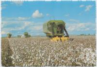 <span class="caption-caption">Cotton pickers, St George</span>, c1970-2000. <br />Postcard, collection of <span class="caption-contributor">Murray Views Collection</span>.