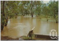 <span class="caption-caption">Canopus Creek Billabong in flood April 1990, located between Springsure and Rolleston</span>, c1970-2000. <br />Postcard, collection of <span class="caption-contributor">Murray Views Collection</span>.