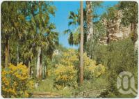 <span class="caption-caption">Carnarvon Gorge near Springsure</span>, c1970-2000. <br />Postcard, collection of <span class="caption-contributor">Murray Views Collection</span>.