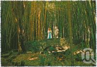 <span class="caption-caption">The Bamboo Grove, Rainforest Tourist Park, High Tor, Maleny</span>, c1970-2000. <br />Postcard, collection of <span class="caption-contributor">Murray Views Collection</span>.
