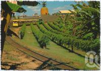 <span class="caption-caption">Sunshine Plantation, the Big Pineapple, Sunshine Coast</span>, c1970-2000. <br />Postcard, collection of <span class="caption-contributor">Murray Views Collection</span>.