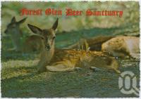 <span class="caption-caption">Forest Glen Deer Sanctuary, Bruce Highway, Nambour, a Red Deer Fawn at the Forest Glen Deer Sanctuary</span>, c1970-2000. <br />Postcard, collection of <span class="caption-contributor">Murray Views Collection</span>.