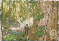 <span class="caption-caption">At the base of the 19-metre Monstera, Rainforest Tourist Park, High Tor, Maleny</span>, c1970-2000. <br />Postcard, collection of <span class="caption-contributor">Murray Views Collection</span>.