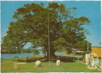 <span class="caption-caption">Looking down Noosa River, showing War Memorial and fig tree, Tewantin</span>, c1970-2000. <br />Postcard, collection of <span class="caption-contributor">Murray Views Collection</span>.