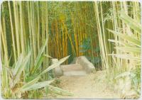 <span class="caption-caption">The Bamboo Grove, Rainforest Tourist Park, High Tor Maleny</span>, c1970-2000. <br />Postcard, collection of <span class="caption-contributor">Murray Views Collection</span>.