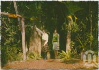 <span class="caption-caption">Entrance to forest walk, Rainforest Tourist Park, High Tor, Maleny</span>, c1970-2000. <br />Postcard, collection of <span class="caption-contributor">Murray Views Collection</span>.