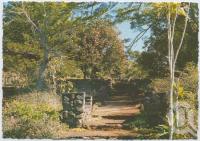 <span class="caption-caption">Formal gardens, Rainforest Tourist Park, High Tor, Maleny</span>, c1970-2000. <br />Postcard, collection of <span class="caption-contributor">Murray Views Collection</span>.