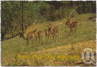 <span class="caption-caption">Spanish Fallow Deer which are among the many species of deer roaming in the park, Forest Glen Deer Sanctuary, Bruce Highway</span>, c1970-2000. <br />Postcard, collection of <span class="caption-contributor">Murray Views Collection</span>.