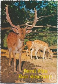 <span class="caption-caption">Caesar, A Fallow Stag, Forest Glen Deer Sanctuary, Bruce Highway</span>, c1970-2000. <br />Postcard, collection of <span class="caption-contributor">Murray Views Collection</span>.