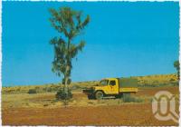 <span class="caption-caption">Waddy Tree, Birdsville</span>, c1970-2000. <br />Postcard, collection of <span class="caption-contributor">Murray Views Collection</span>.