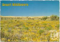 <span class="caption-caption">Desert flowers against one of the many sandhills on the Birdsville Track</span>, c1970-2000. <br />Postcard, collection of <span class="caption-contributor">Murray Views Collection</span>.