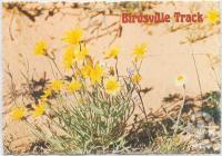 <span class="caption-caption">Desert daisies with solitary Poached Egg Flower, Birdsville Track</span>, c1970-2000. <br />Postcard, collection of <span class="caption-contributor">Murray Views Collection</span>.