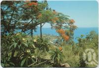 <span class="caption-caption">Glimpse of resort through Frangipanni and Poinciana trees, Airlie Beach</span>, c1970-2000. <br />Postcard, collection of <span class="caption-contributor">Murray Views Collection</span>.