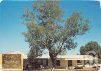 <span class="caption-caption">Leichhardt Tree, Yaldwyn Street, Taroom</span>, c1970-2000. <br />Postcard, collection of <span class="caption-contributor">Murray Views Collection</span>.