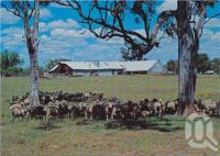 <span class="caption-caption">Historic Jondaryan Woolshed, Darling Downs</span>, c1970-2000. <br />Postcard, collection of <span class="caption-contributor">Murray Views Collection</span>.