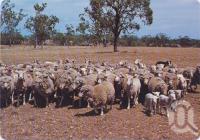 <span class="caption-caption">Historic Jondaryan Woolshed, Darling Downs</span>, c1970-2000. <br />Postcard, collection of <span class="caption-contributor">Murray Views Collection</span>.