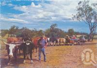 <span class="caption-caption">Historic Jondaryan Woolshed, Darling Downs</span>, c1970-2000. <br />Postcard, collection of <span class="caption-contributor">Murray Views Collection</span>.